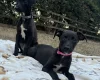 Whippet