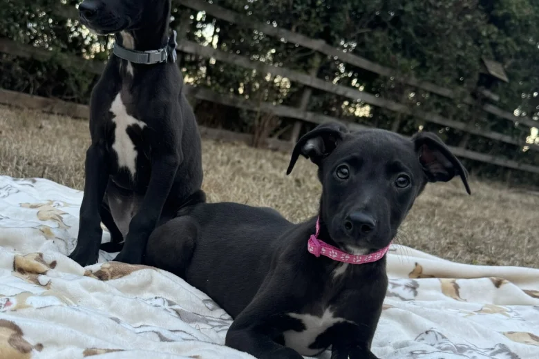 Whippet