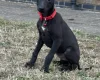 Whippet