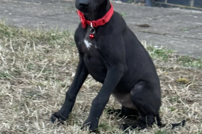 Whippet