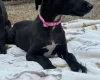 Whippet