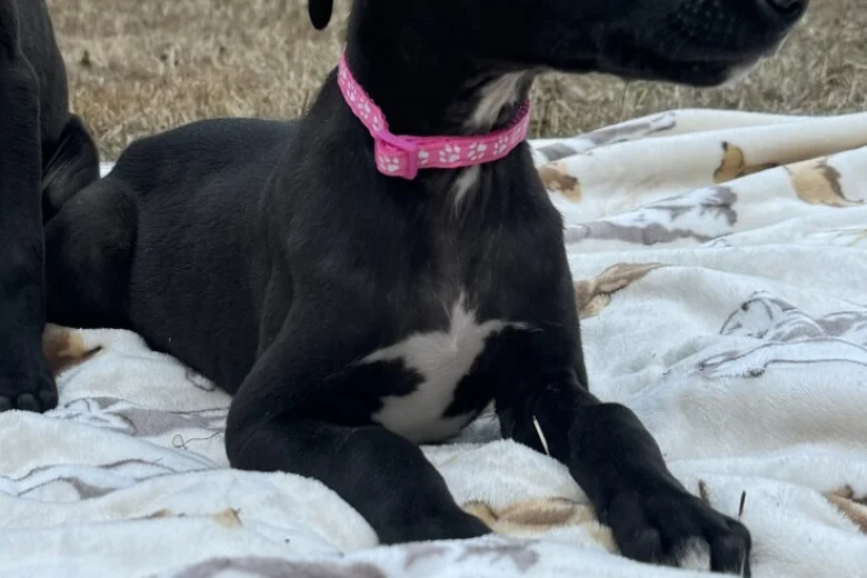 Whippet