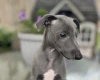 Whippet