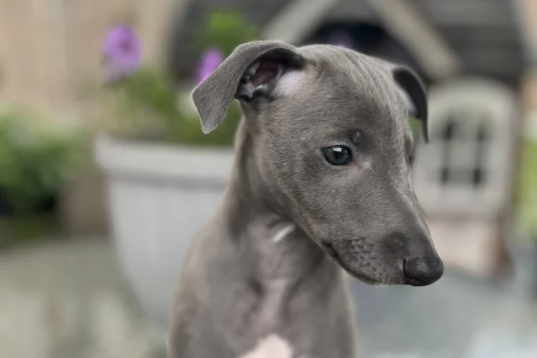 Whippet