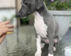 Whippet