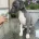 Whippet