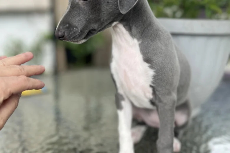 Whippet