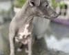 Whippet