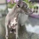 Whippet