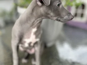 Whippet
