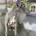 Whippet