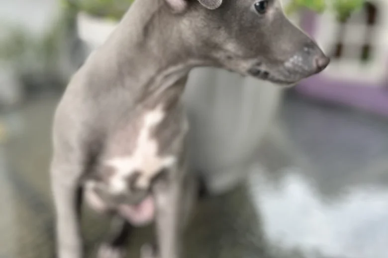 Whippet