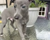 Whippet