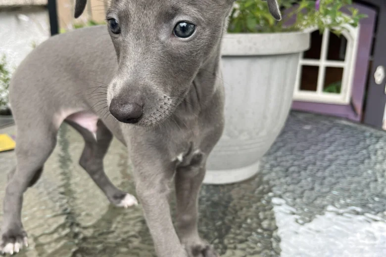 Whippet