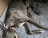 Whippet
