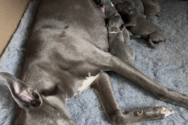 Whippet