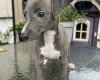 Whippet