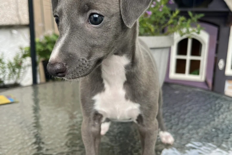 Whippet