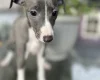 Whippet