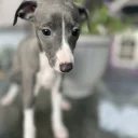 Whippet