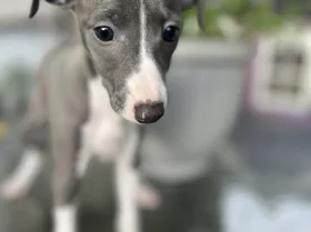 Whippet