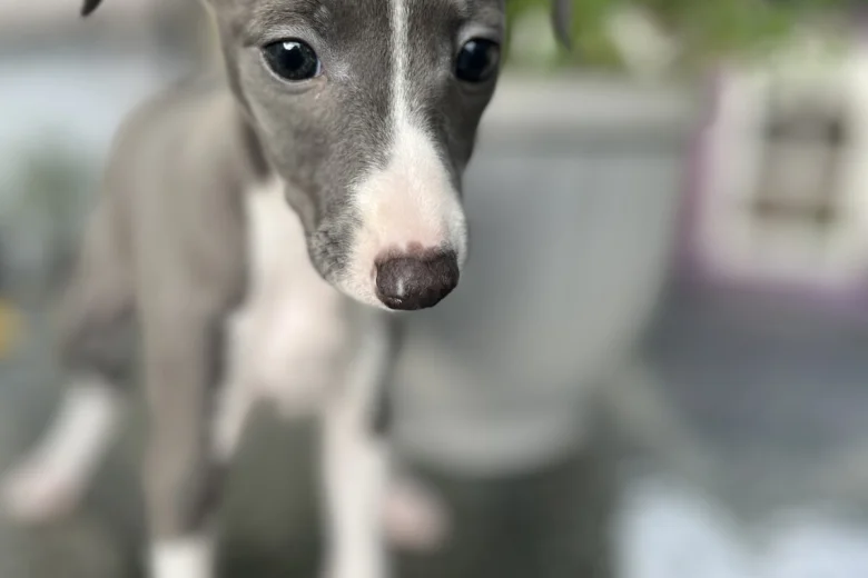 Whippet