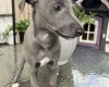 Whippet