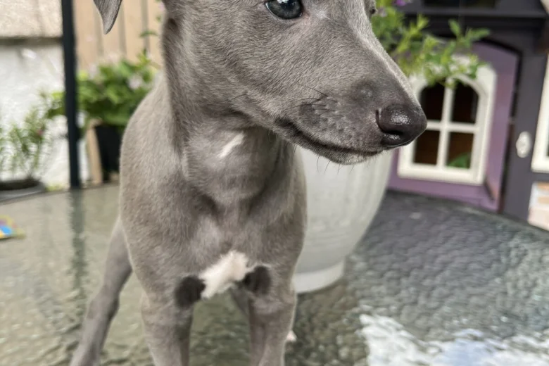 Whippet