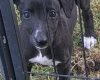 Whippet