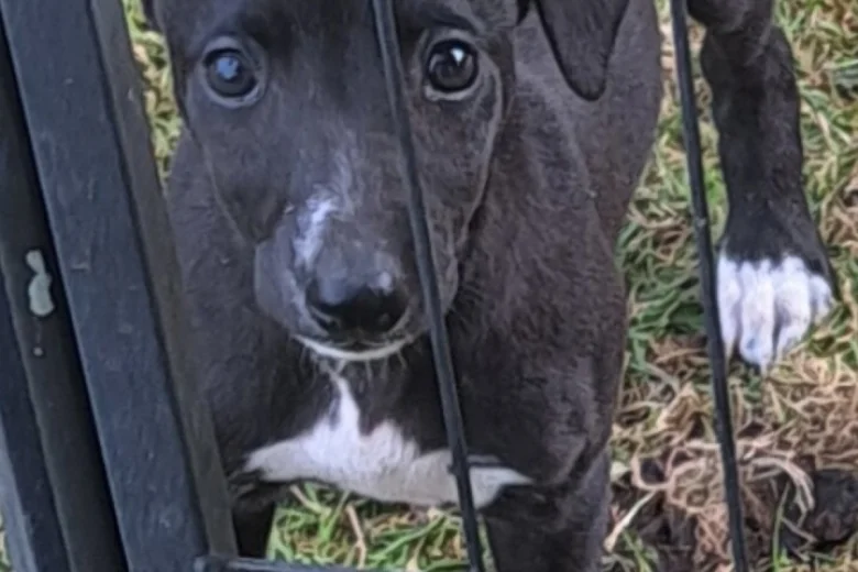 Whippet