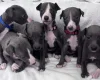 Whippet
