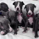Whippet