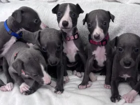 Whippet