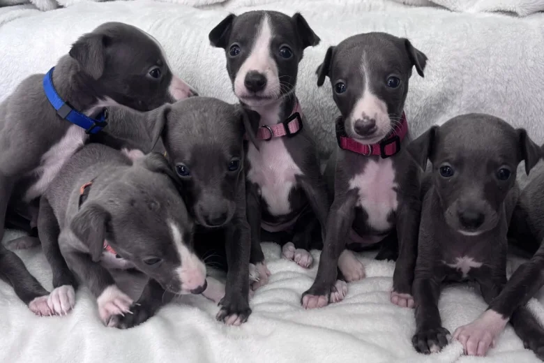 Whippet