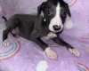 Whippet