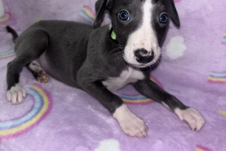 Whippet
