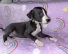 Whippet