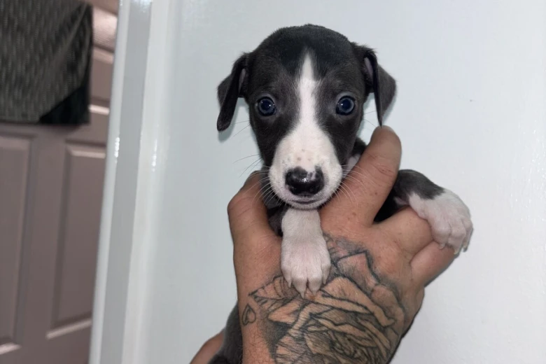 Whippet