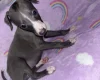 Whippet