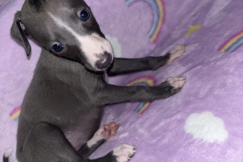 Whippet
