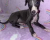 Whippet