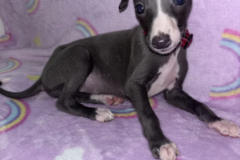 Whippet