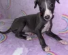 Whippet