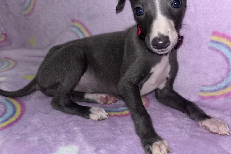 Whippet