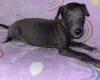 Whippet