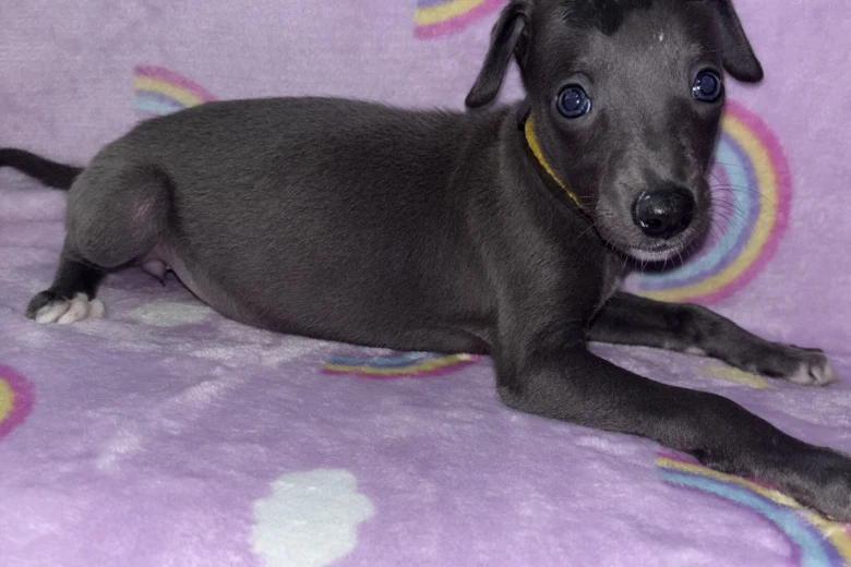 Whippet