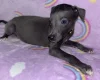 Whippet