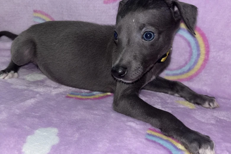 Whippet