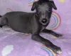 Whippet
