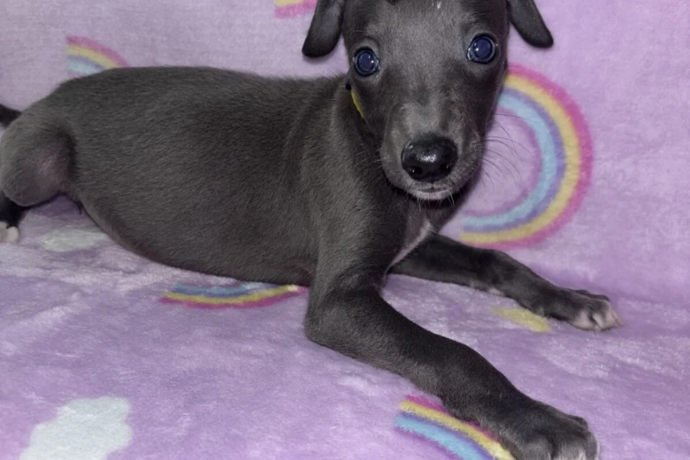 Whippet